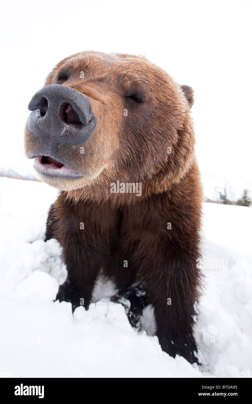 Nahaufnahme von einer Erwachsenen Braunbär im Alaska Wildlife Conservation Center, Portage, Yunan Alaska, Winter, in Gefangenschaft Stockfoto