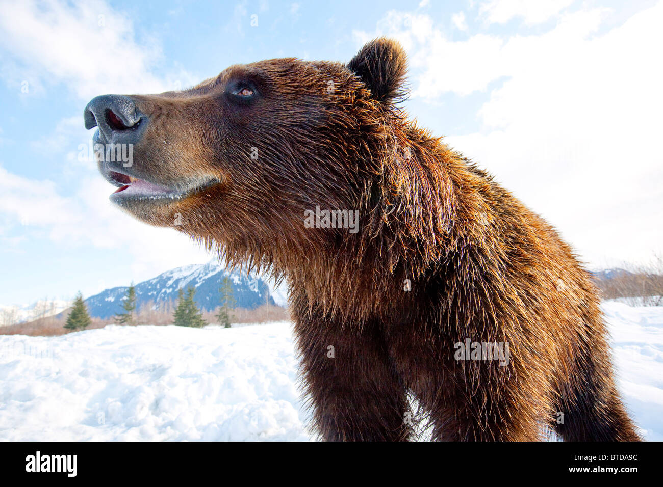Nahaufnahme der Seite Ansicht Porträt einer Reifen Braunbär im Alaska Wildlife Conservation Center, Portage, Alaska, Winter, gefangen Stockfoto