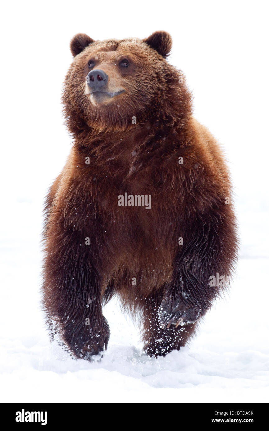 Eine Erwachsene Braunbär führt durch Neuschnee in der Alaska Wildlife Conservation Center, Portage, Alaska, Winter, in Gefangenschaft Stockfoto