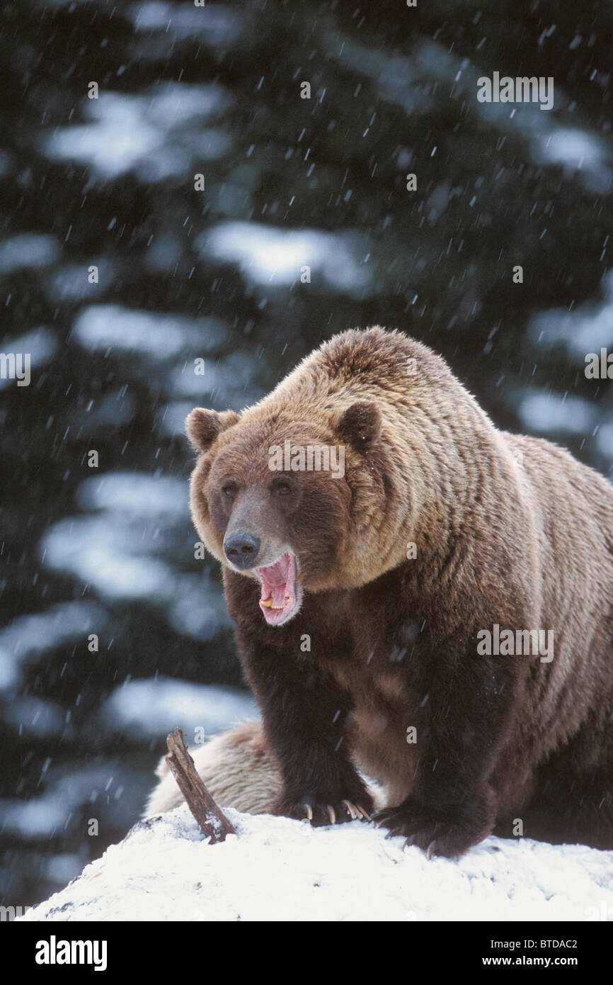 Braunbär im Schnee stehen und Gähnen, Yakutat, südöstlichen Alaska Winter Stockfoto