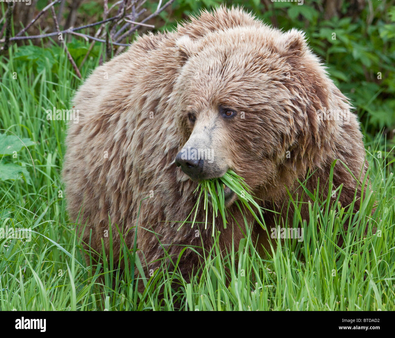 Eine weibliche Braunbären ernährt sich von Segge Gräser in der Nähe der Ufer Geographic Harbor, Katmai Nationalpark, Südwest-Alaska, Sommer Stockfoto