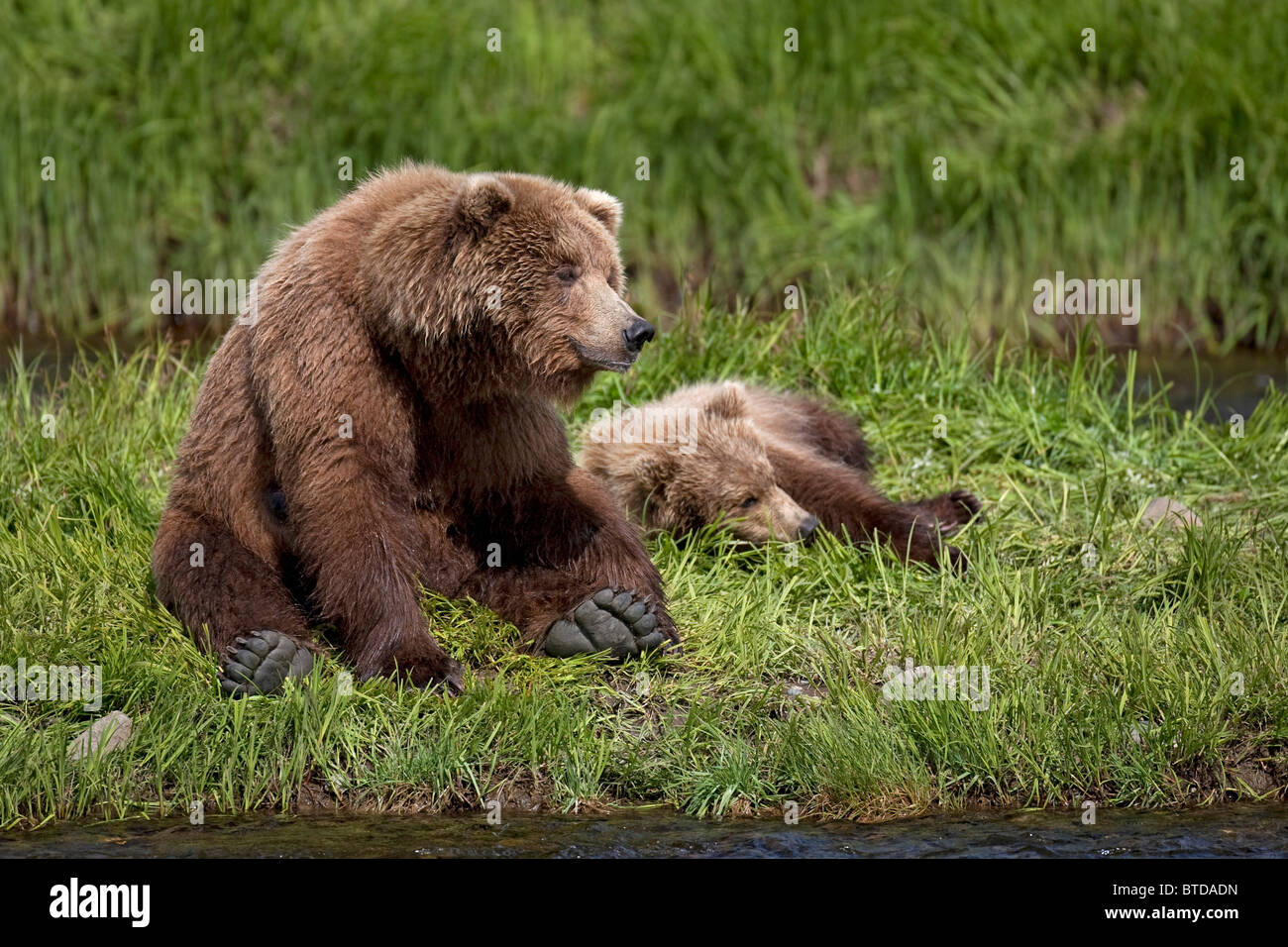 Braunbär Sau sitzt neben ihr junge junges entlang der Kante des Mikfit Creek, McNeil River State Game Sanctuary und Zuflucht, Alaska Stockfoto