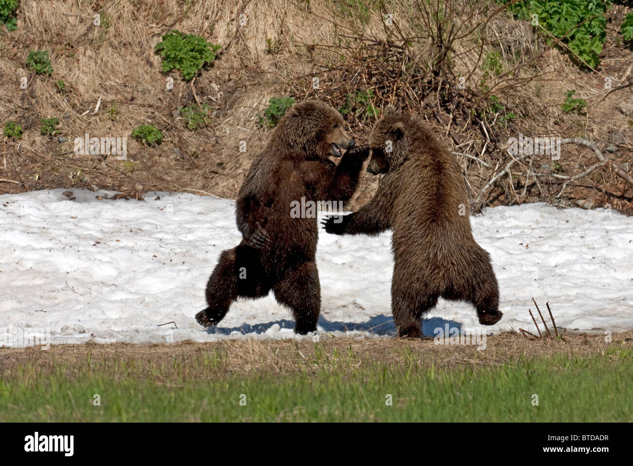 Zwei Untergruppen spielen Erwachsene Braunbären Kampf in einem Schnee-Patch von Mikfit Creek, McNeil River State Game Sanctuary, Alaska Stockfoto