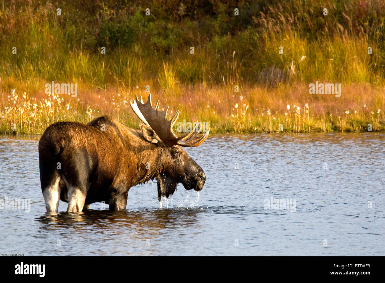 Einen großen Elchbullen watet durch Permafrost Teich im Denali National Park in der Nähe von Wonder Lake, innen Alaska, Herbst Stockfoto