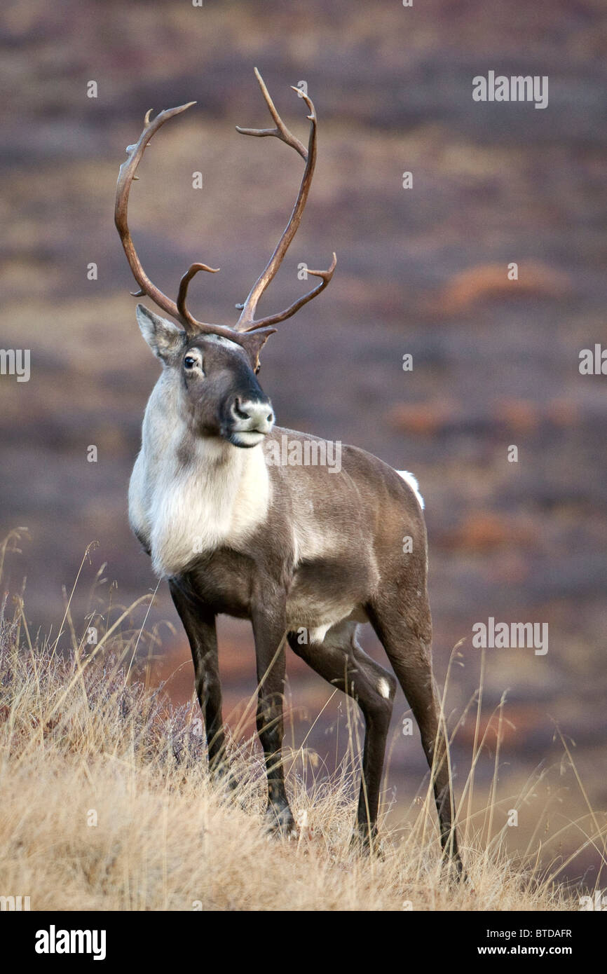 Eine junge männliche Caribou steigt eine steile Bergrücken im Denali Nationalpark, Alaska Interior, Herbst Stockfoto