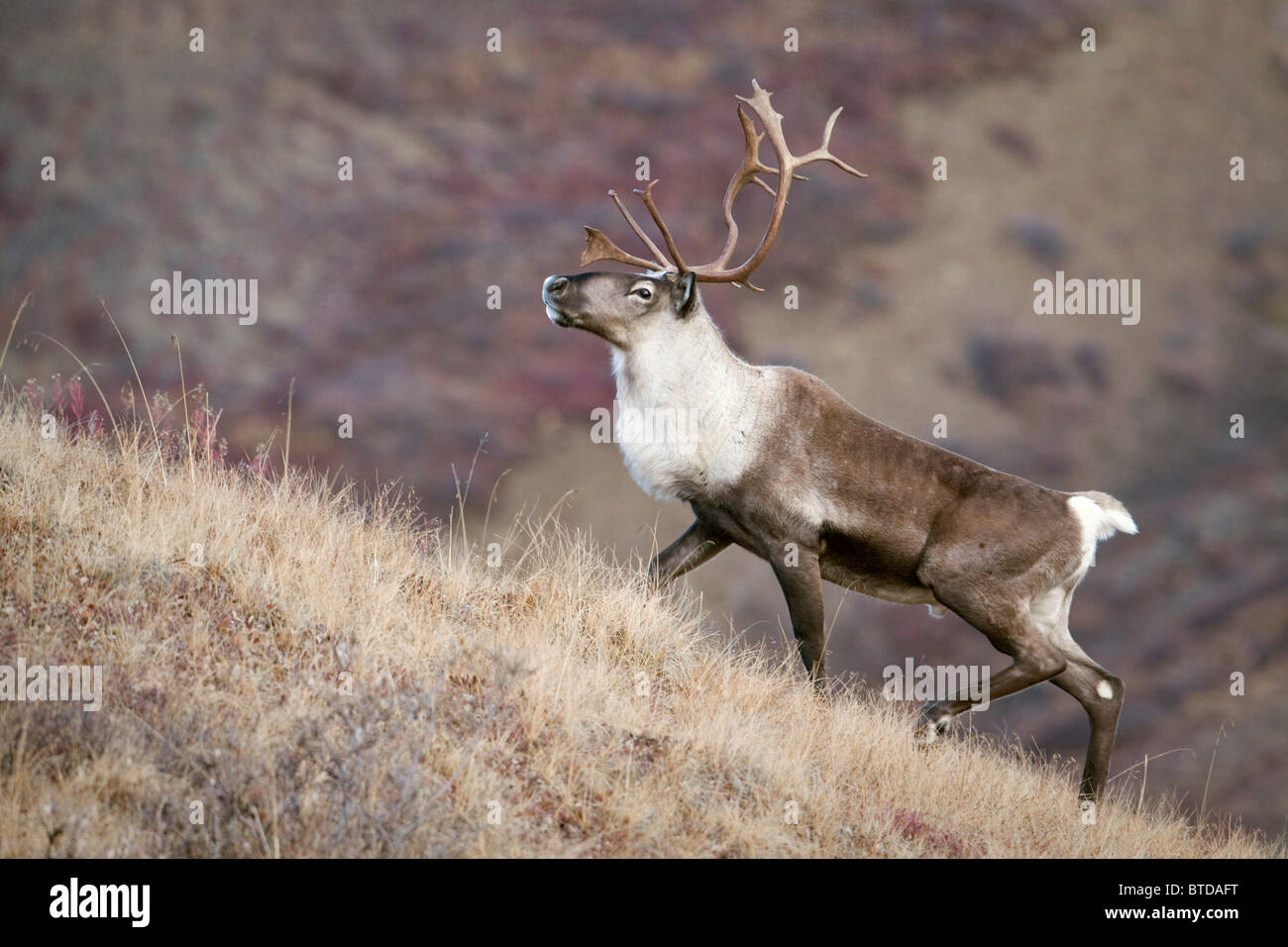 Eine junge männliche Caribou steigt eine steile Bergrücken im Denali Nationalpark, Alaska Interior, Herbst Stockfoto