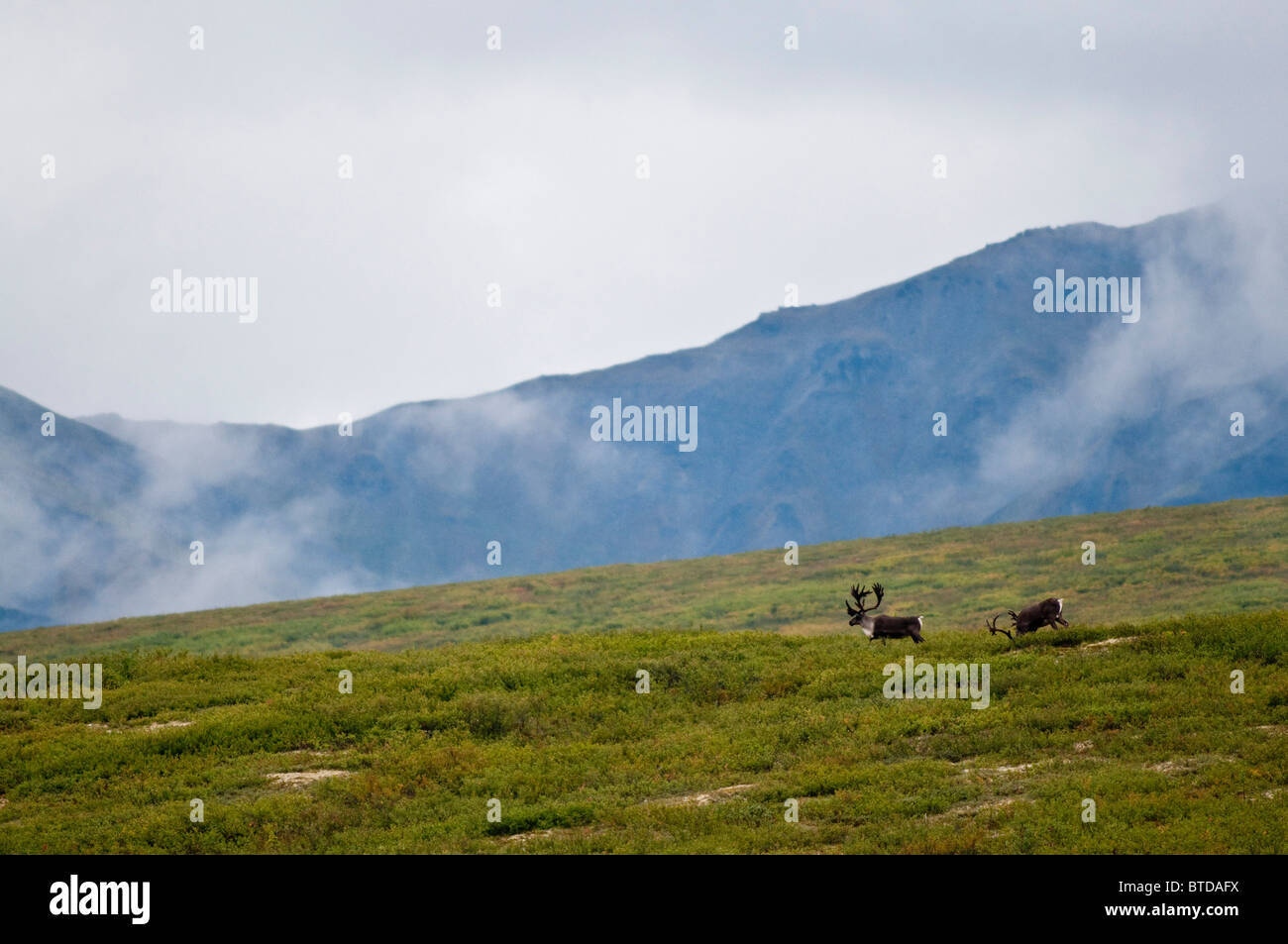 Ein paar von Bull Karibus wandern die offene Landschaft in der Nähe von Savage River in Denali Nationalpark und Reservat, Alaska, Sommer Stockfoto