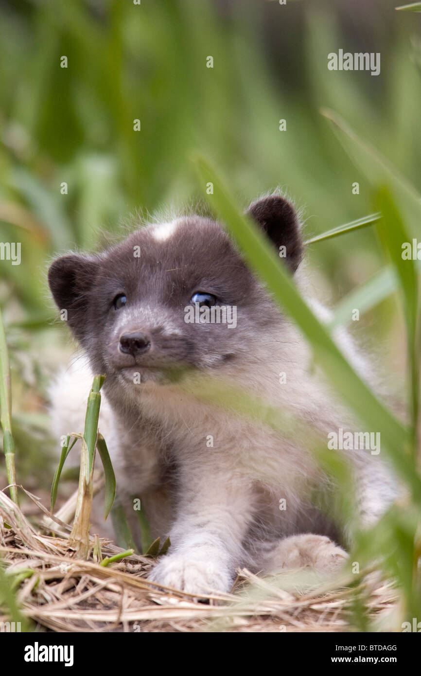 Nahaufnahme von einem Polarfuchs-Welpen spähte durch Rasen, Saint-Paul-Insel, Pribilof Inseln, Beringmeer, Alaska, Sommer Stockfoto