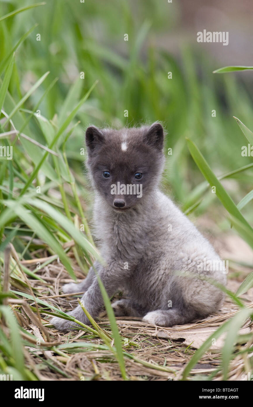 Baby Fuchs Stockfotos Und Bilder Kaufen Alamy