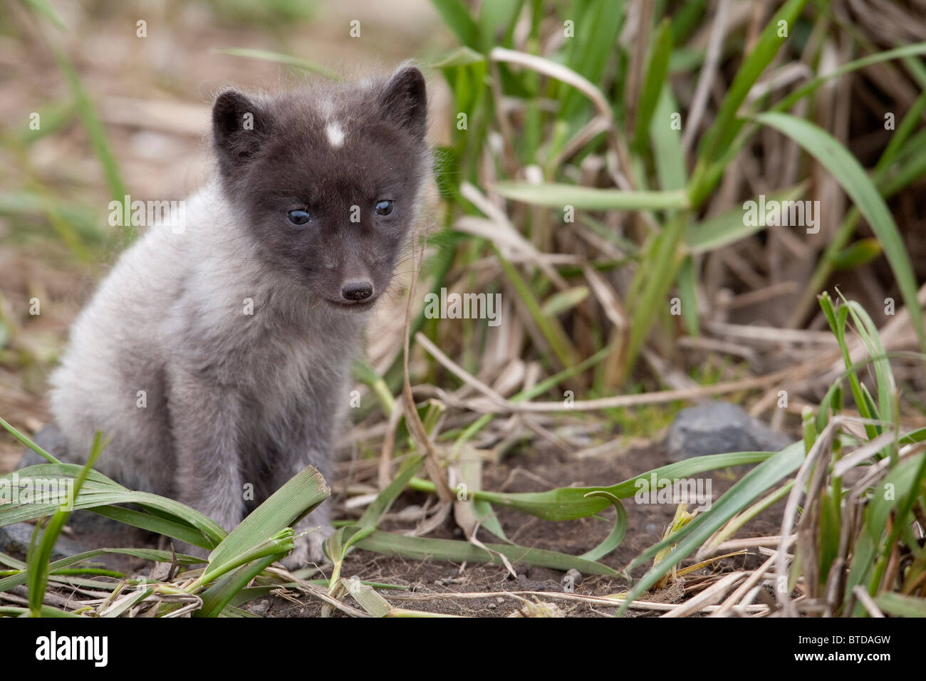 Polarfuchs Stockfotos Und Bilder Kaufen Alamy