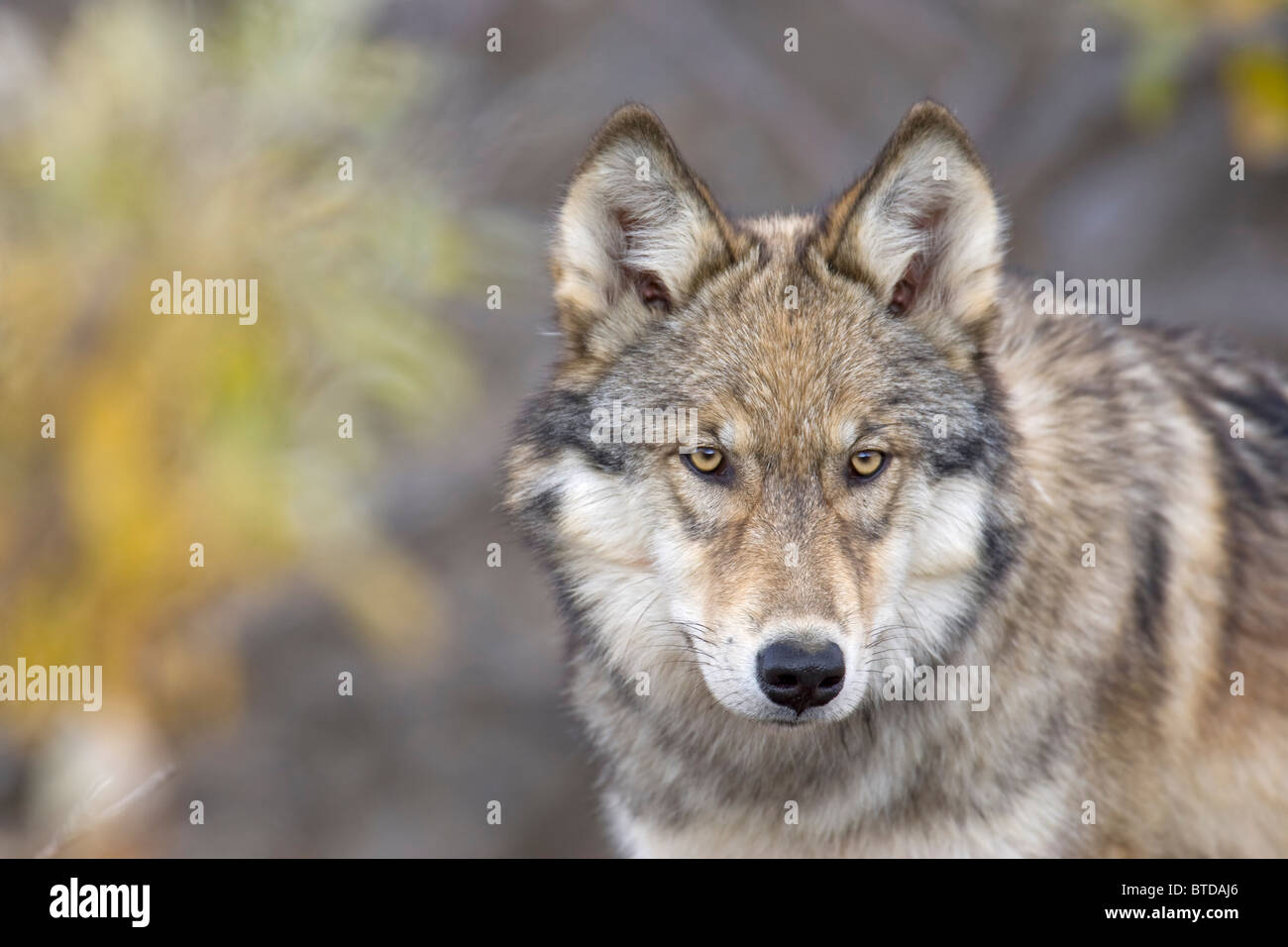 Porträt des Alpha weibliche graue Wolf (Canis Lupus) von der Toklat packen, Denali Nationalpark und Reservat, Alaska, Herbst Stockfoto
