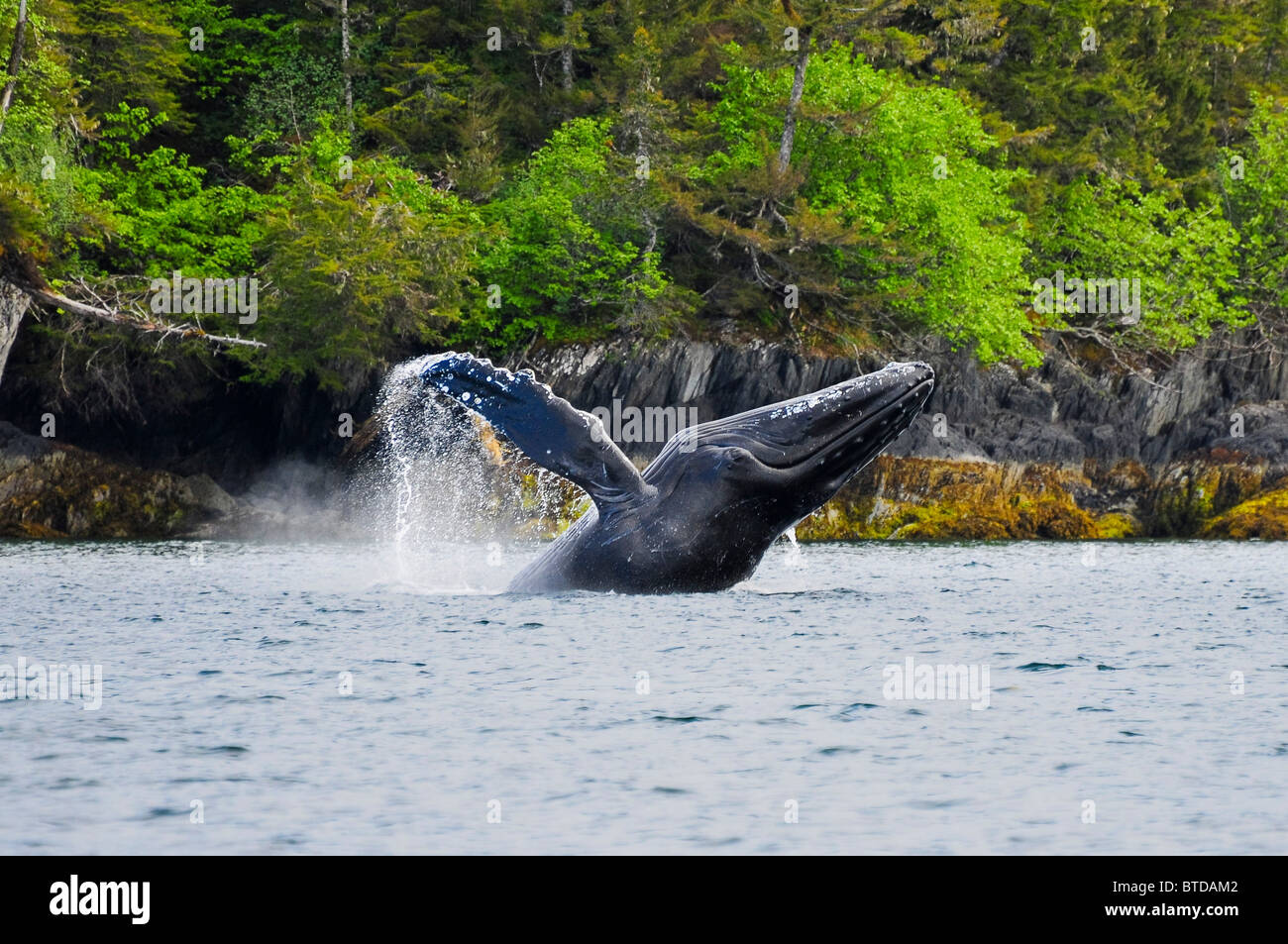 Buckelwal vor der Küste von Jenny-Insel im Prinz-William-Sund, Yunan Alaska, Sommer verletzt Stockfoto