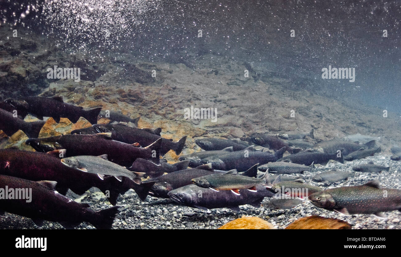 Schule von Dolly Varden Char und Coho Lachs in einem Pool unter einer Kaskade, Power Creek, Prince William Sound, Alaska Stockfoto