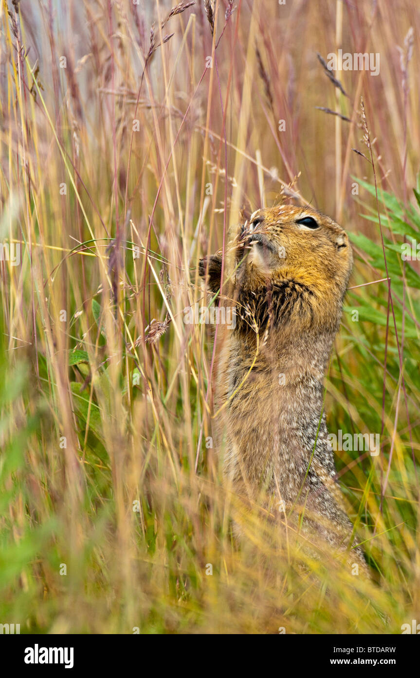 Eine arktische Eichhörnchen feste auf Grassamen in der Nähe von Eielson Visitor Center in Denali Nationalpark und Reservat, Alaska geschliffen Stockfoto