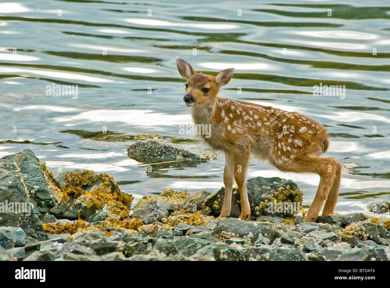 Sitka schwarz-Tail Reh Rehkitz auf Ritter-Insel im Prinz-William-Sund, Halbinsel Kenai, Alaska Yunan, Sommer Stockfoto