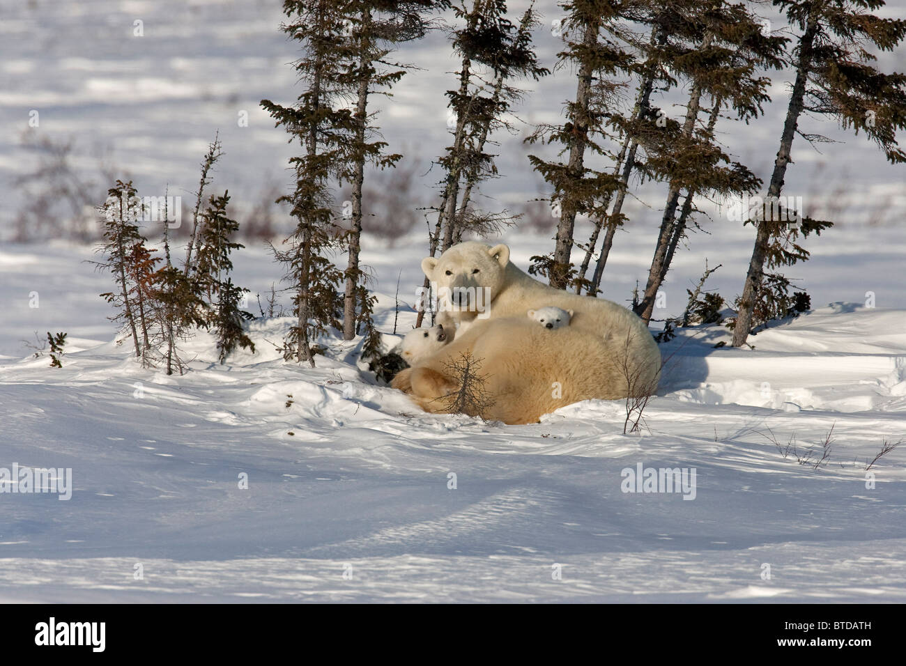 Twin Eisbär (Ursus Maritimus) jungen kuscheln Sie mit ihrer Mutter im Schnee, Wapusk-Nationalpark, Manitoba, Kanada, Winter Stockfoto