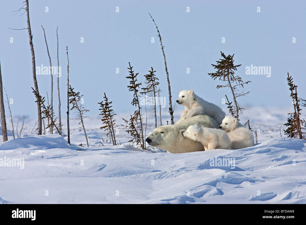 Eine Sau Eisbär (Ursus Maritimus) Betten unten für eine Pause mit ihren Triplet Cubs, Wapusk-Nationalpark, Manitoba, Kanada, Winter Stockfoto