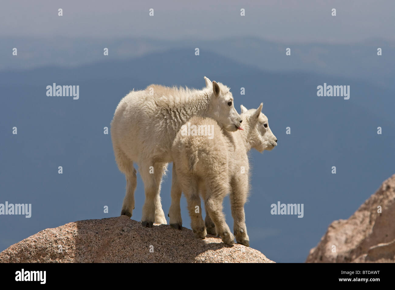 Zwei Bergziege Kinder drängen sich zusammen auf Mount Evans, Rocky Mountains, Colorado, USA, Sommer Stockfoto