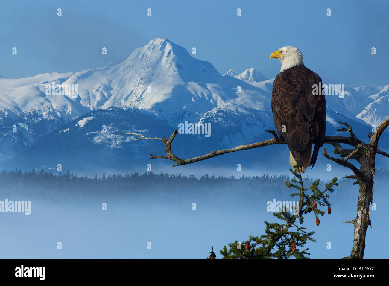 Weißkopf-Seeadler auf Fichte Zweig mit Blick auf die Berge Chilkat und Nebel gefüllt Tongass National Forest, Alaska COMPOSITE Stockfoto