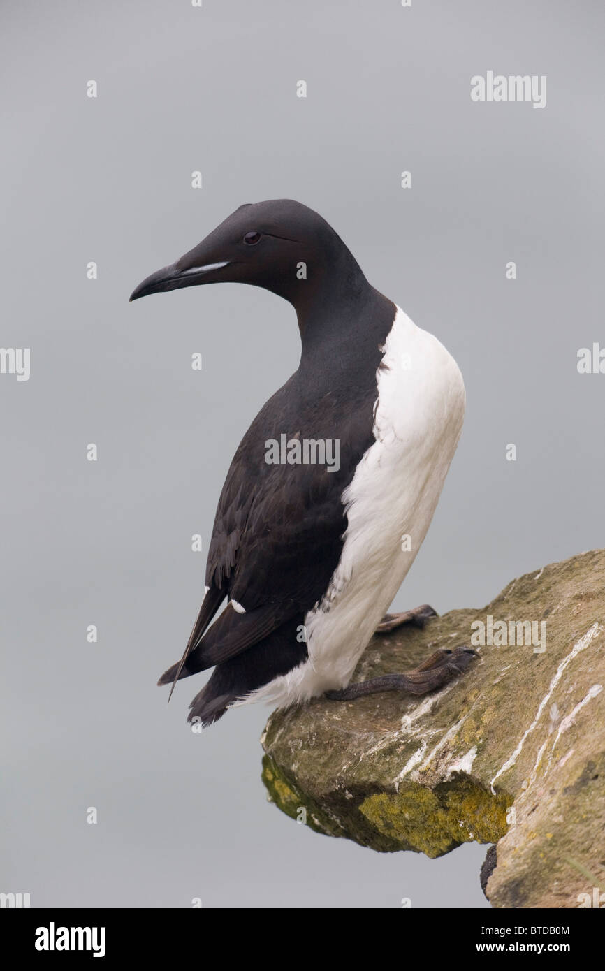 Dick-billed Murre stehend auf dünnen rock Ledge über Beringmeer, Saint-Paul-Insel, Pribilof Inseln, Beringmeer, Alaska Stockfoto