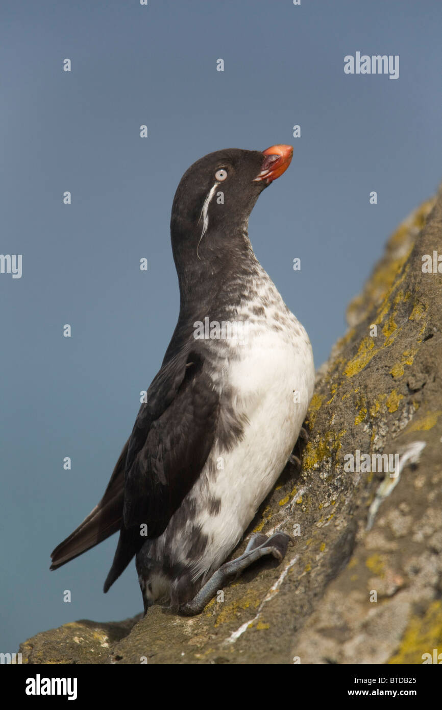 Sittich Auklet thront auf steilen Felswand im Sommer, Saint-Paul-Insel, Pribilof Inseln, Beringmeer, Alaska Stockfoto