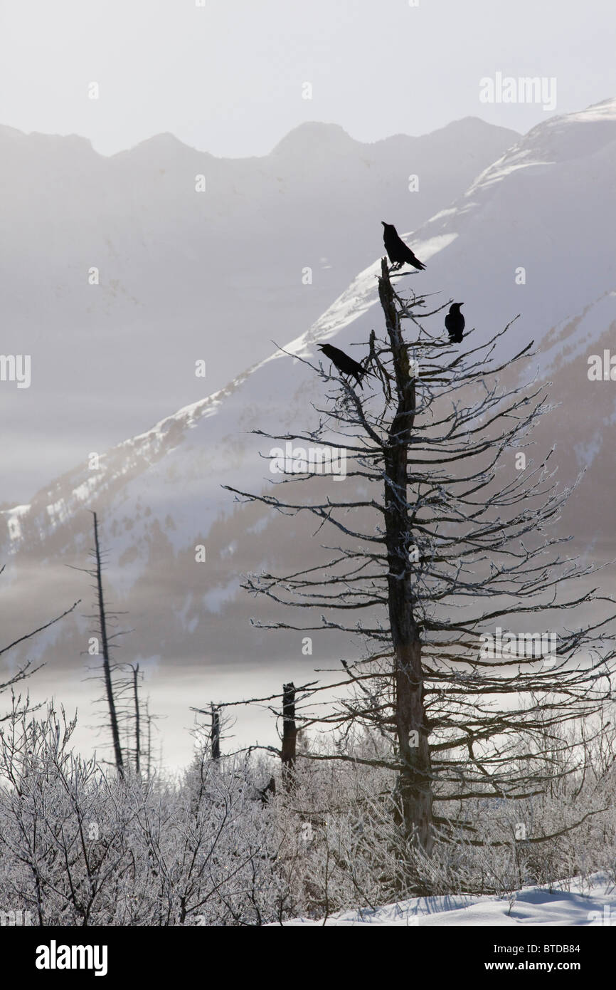 Blick auf drei Raben thront auf einem hoar mattierte Baum im Portage Valley, Chugach National Forest, Yunan Alaska, Winter Stockfoto