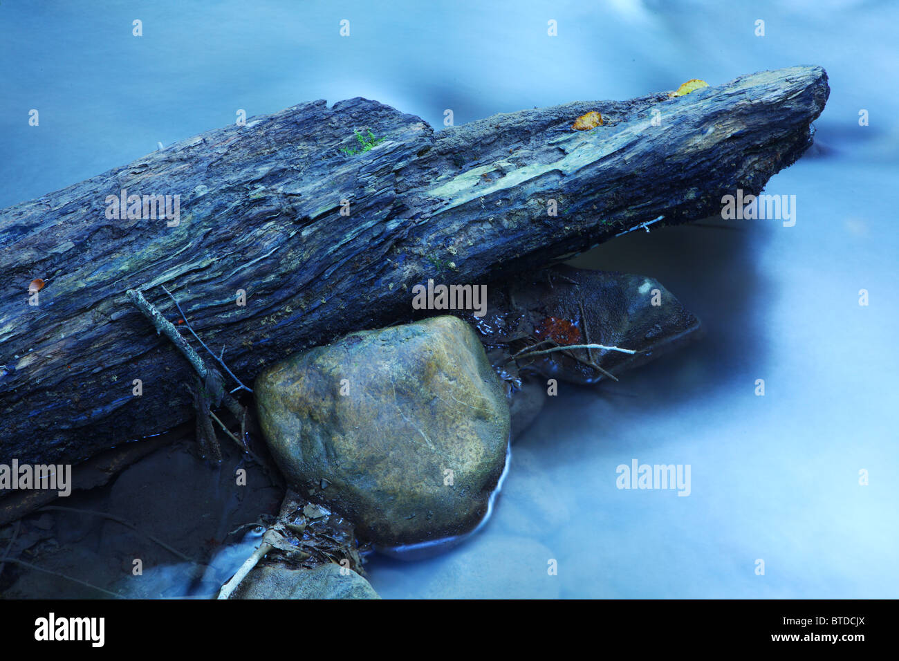 Stück der Baum im Wasser Stockfotografie Alamy