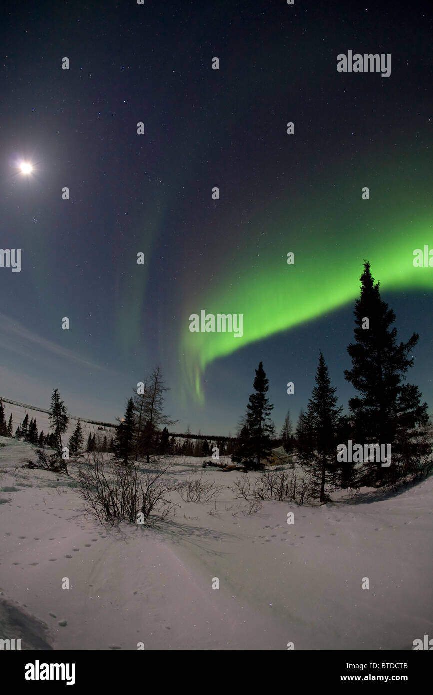 Weitwinkel-Ansicht der grünen Nordlichter (Aurora Borealis) vor einem mondbeschienenen Himmel im Wapusk-Nationalpark, Manitoba, Kanada Stockfoto