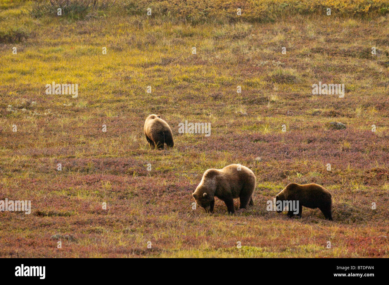 Ein Grizzlybär-Sau und ihre zwei jungen suchen Blaubeeren in der Tundra in Denali Nationalpark und Reservat, Alaska, Herbst Stockfoto