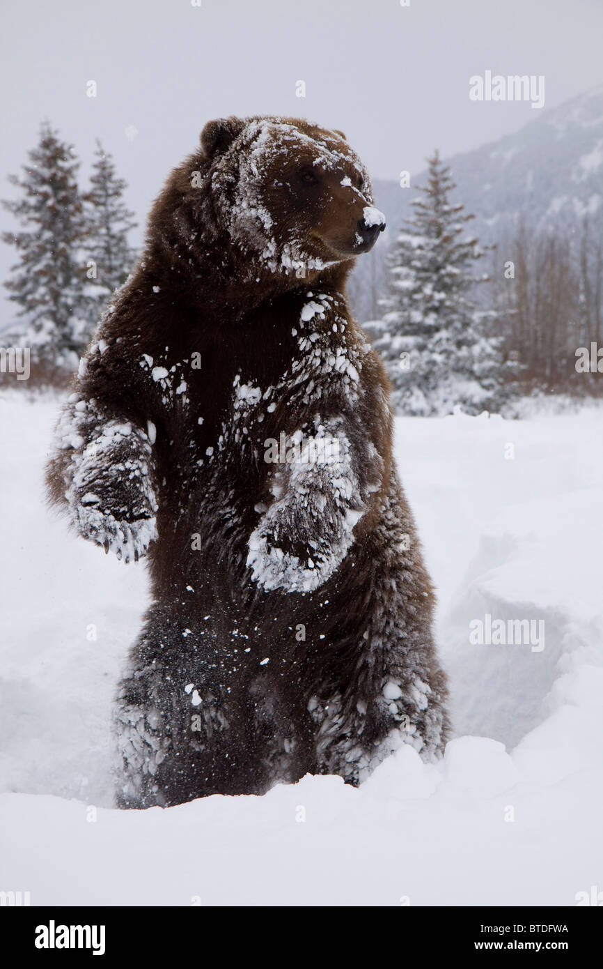 CAPTIVE: Grizzly steht auf Hinterpfoten während des Winters im Alaska Wildlife Conservation Center, Yunan Alaska Stockfoto