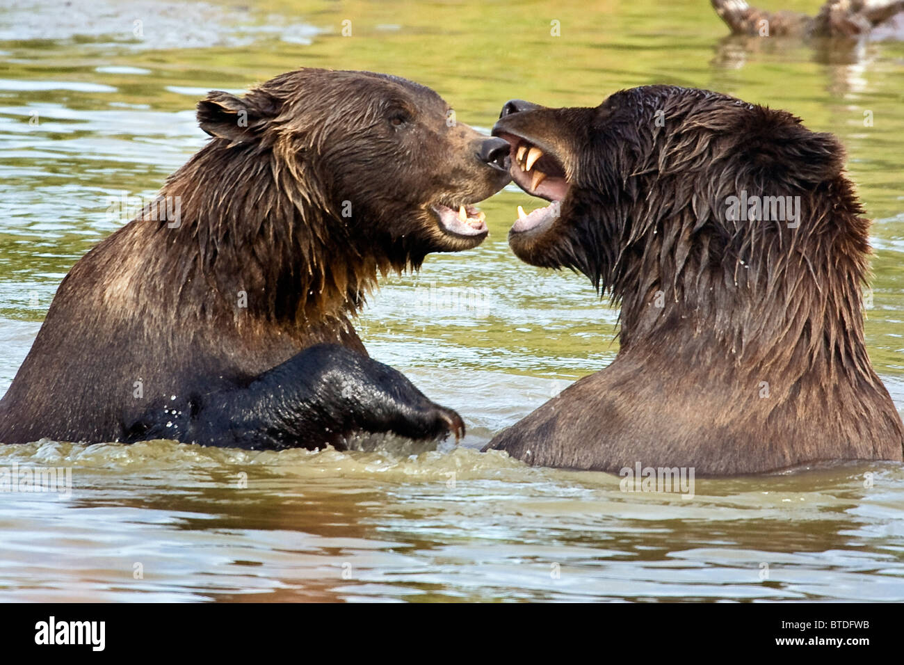 CAPTIVE Grizzly Bären spielen kämpfen im Alaska Wildlife Conservation Center, Alaska Stockfoto