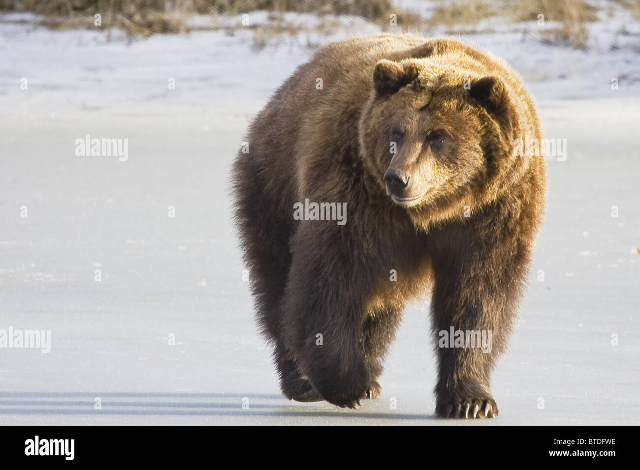 CAPTIVE Grizzly Wandern im Schnee im Alaska Wildlife Conservation Center Stockfoto
