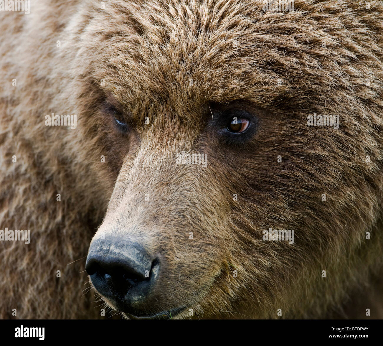 Porträt von einem Braunbären in Hallo Bay, Katmai Nationalpark, Südwest-Alaska, Sommer hautnah Stockfoto