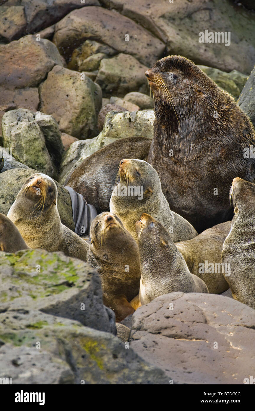 Nördliche Seebär Bull wacht über seinen Harem von Weibchen auf St. George Island, Alaska Stockfoto