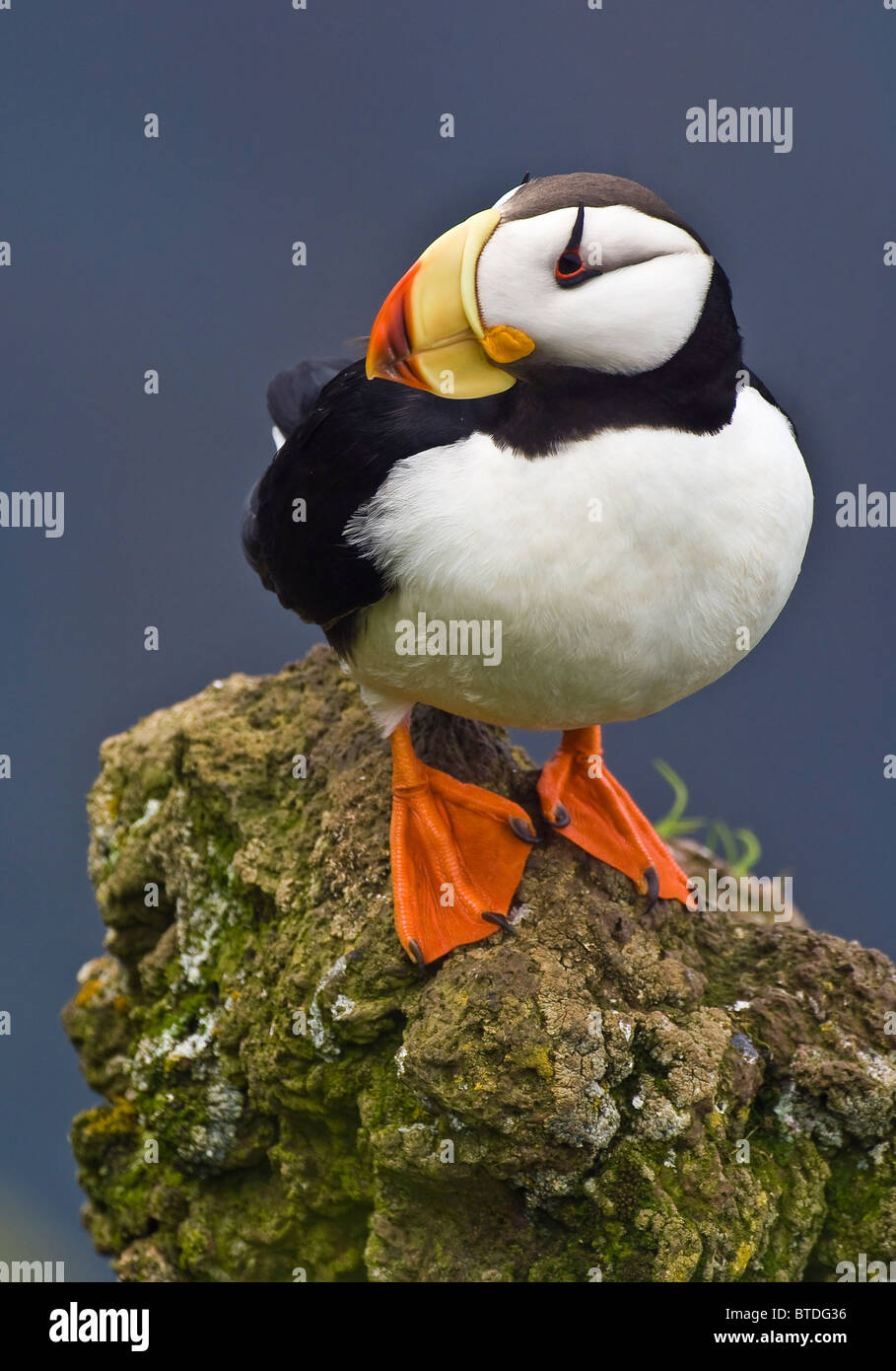 Gehörnte Papageientaucher in Zucht Gefieder thront auf einem Felsvorsprung Moos beklebt auf St. George Island, Südwest-Alaska Stockfoto