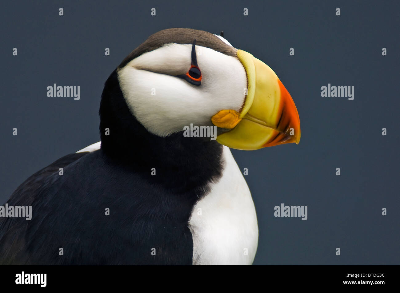 Gehörnte Papageientaucher in Zucht Gefieder thront auf einem Felsvorsprung Moos beklebt auf St. George Island, Südwest-Alaska Stockfoto