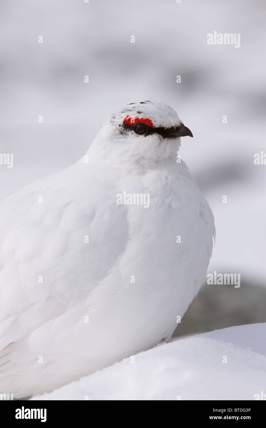 Alpenschneehuhn im Winter Gefieder im Denali National Park, Interioir Alaska Stockfoto