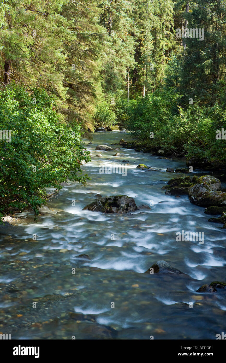 Kleiner Fluss fließt durch den alten Wald im Tongass National Forest, südöstlich, Alaska Stockfoto