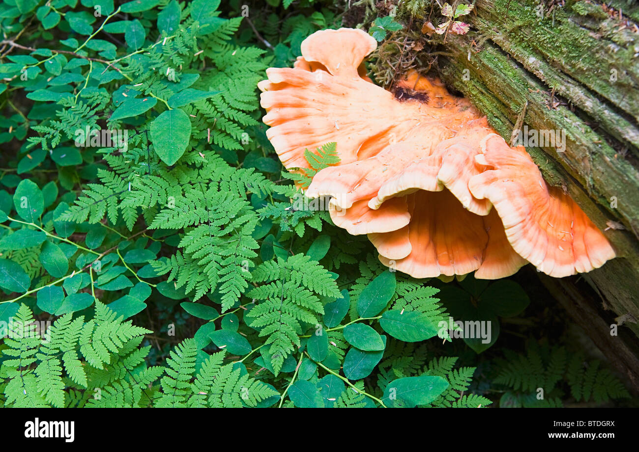Schwefel Regal Pilz wächst auf der Seite ein Protokoll neben Farnwedel Farne und Blueberry Zweige am Admiralty Island, Alaska Stockfoto