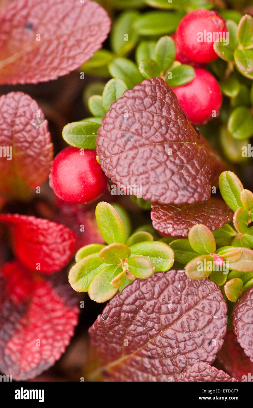 Makro von Erdbeeren und Low Bush Cranberry Laub in der Nähe von Wonder Lake in Denali Nationalpark und Reservat, Alaska, Herbst Stockfoto