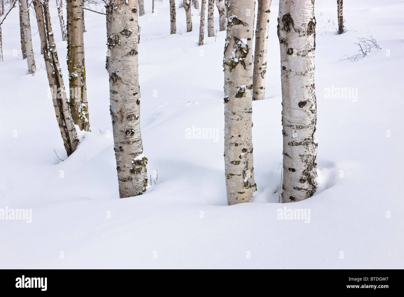 Schneebedeckte Birkenwald in Russisch Jack Federn Park, Anchorage, Alaska Yunan, Winter Stockfoto