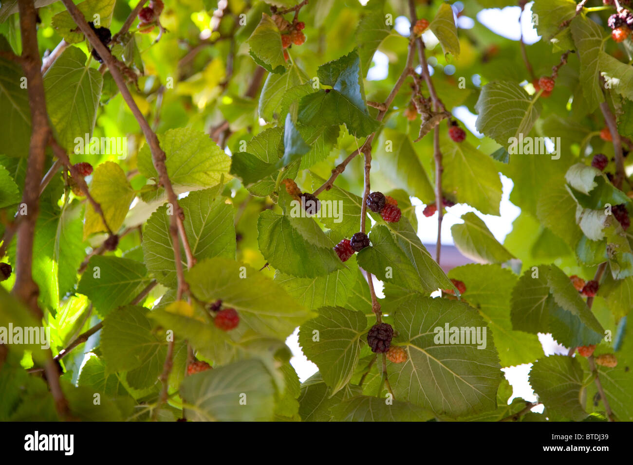 Maulbeerbaum im frühen Herbst, vor wilberforce House Stockfoto