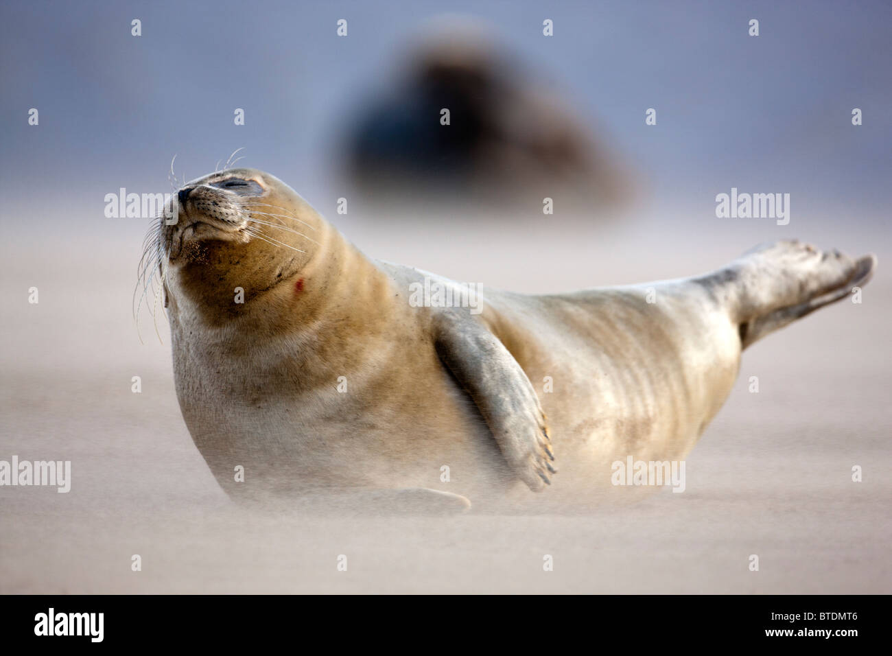 Atlantik grau versiegeln Halichoerus Grypus / am Strand Donna Nook. UK Stockfoto