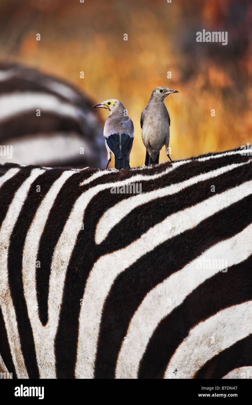 Wattled Starling auf Zebras zurück. Häufig sitzen auf Tiere zurück und ernähren sich von Insekten gestört gestört durch das Tier bewegen Stockfoto