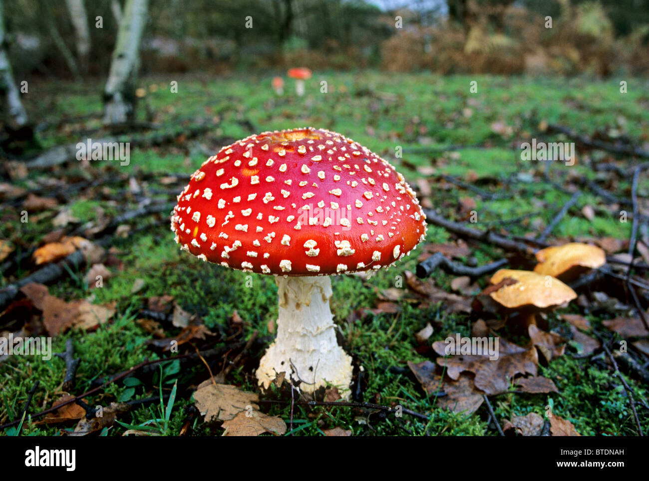 Fly Agaric Pilz, (Amanita Muscaria), Epping Forest, größere London ...