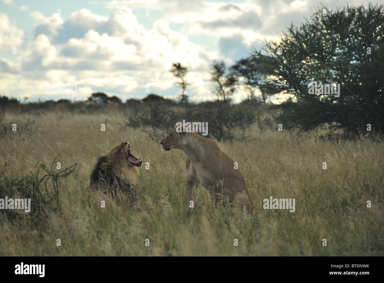 Löwen Gähnen nach der Paarung in der Kalahari-Wüste, Botswana, Afrika. Stockfoto