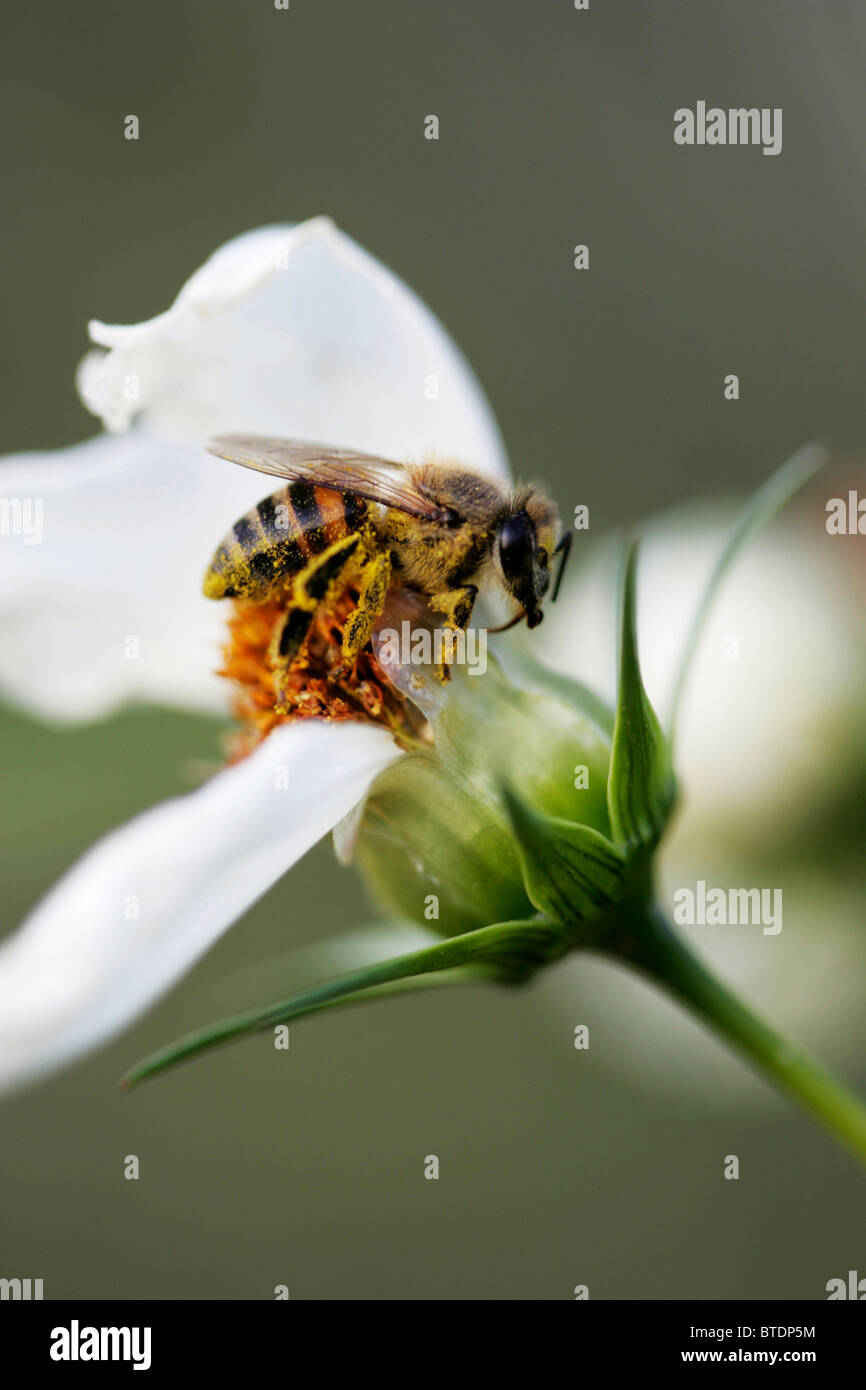 Eine Nahaufnahme von einer Biene, die Pollen zu sammeln, auf einen Blütenstand Stockfoto