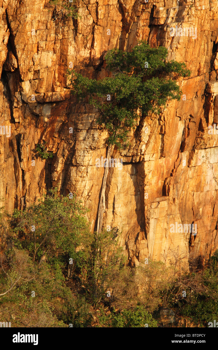 Ein Rock-Feigenbaum wächst auf einer Felswand Stockfoto
