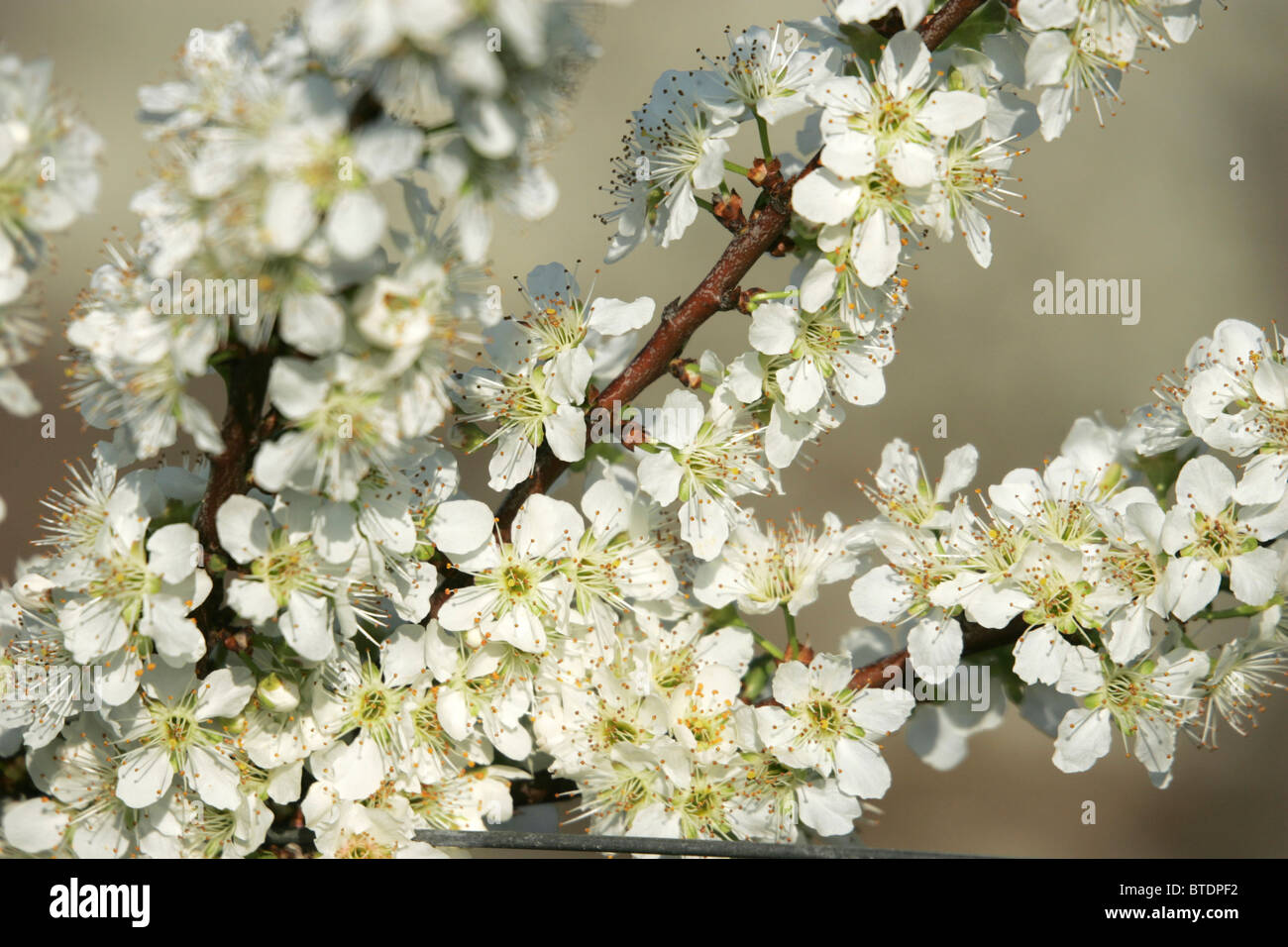 Kirschblüten in voller Blüte Stockfoto