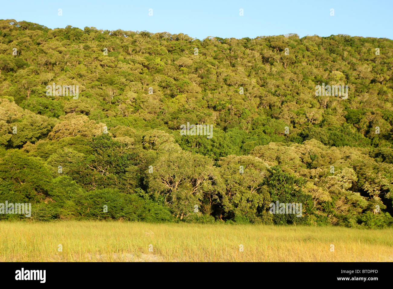 Malerische Aussicht auf dichten Küstenwald Stockfoto